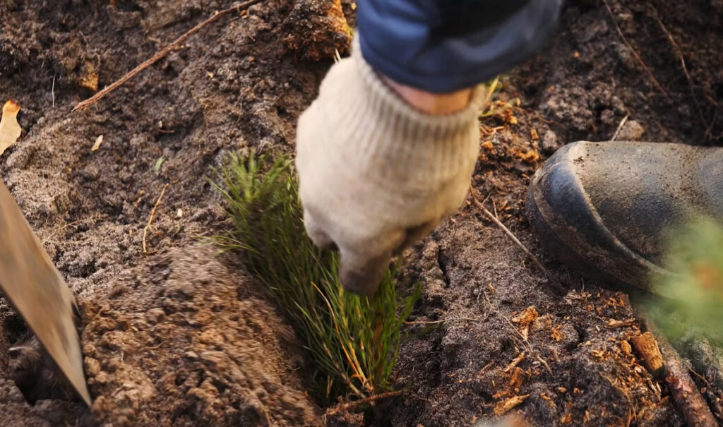 Person digging in dirt with tool